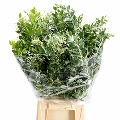 Acacia Denis Boden Per Bunch 70cm 200gr.