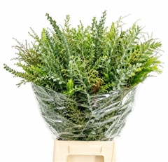 Acacia Decurrens Green 70cm 200gr.