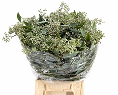 Eucalyptus Populus With Berry Per Bunch 60cm 300gr.