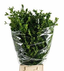 Buxus Sempervirens Per Bunch 65cm 300gr.