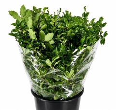 Pittosporum Tenuifoglia 50cm