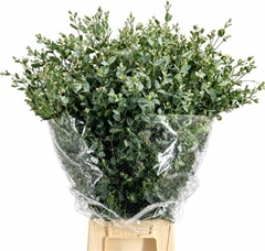 Eucalyptus Gunnii Per Bunch 70cm 300gr.