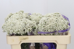 Ozothamnus Cooks Snow White 50cm