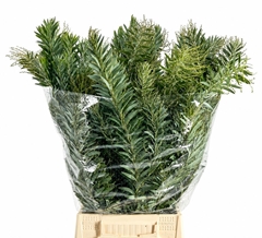 Acacia Baileyana Per Bunch 70cm 200gr.
