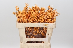 Ilex Verticillata Golden Verboom 50cm