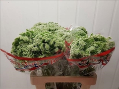 Ammi Visnaga Casablanca 65cm