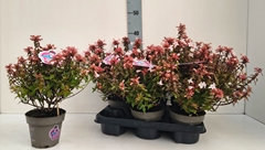 Abelia Grandiflora 13Ø 35cm