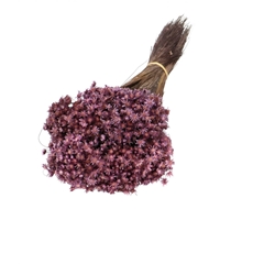 Dried Flowers Glixia 40cm 50g