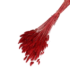 Dried Flowers Lagurus 65cm 100g