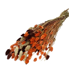 Dried Flowers Phalaris Mix 65cm 175g