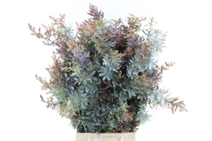 Acacia Baileyana Per Bunch 55cm 200gr.