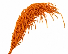 Amaranthus Caudatus Orange Per Bunch 90cm