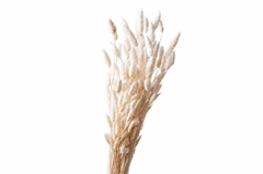 Lagurus Natural Per Bunch 70cm
