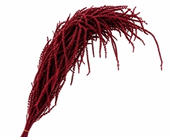 Amaranthus Caudatus Bleached Red Per Bunch 90cm