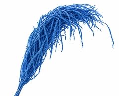 Amaranthus Caudatus Bleached Cobalt Blue Per Bunch 90cm