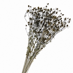 Eryngium Blue 60cm