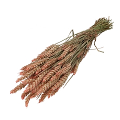 Dried Flowers Wheat 60-70cm