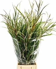 Grevillea Spiderman Per Bunch 70cm