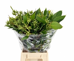 Eucalyptus Robusta Juveniel 70cm 300gr.