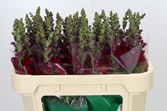 Antirrhinum Maryland Red 70cm