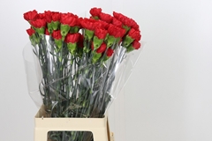 Dianthus Single Red Magic 70cm