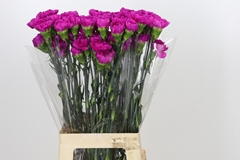 Dianthus Single Tiepolo Fucsia 70cm
