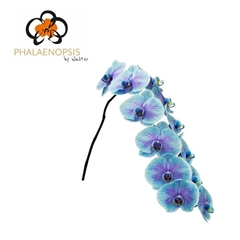 Phalaenopsis Painted Blue Lagoon 80cm 10+
