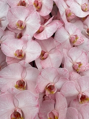 Phalaenopsis Painted Candy 80cm 10+
