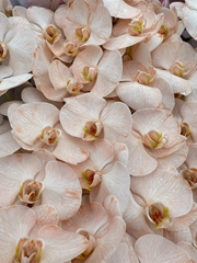 Phalaenopsis Painted Peach 80cm 10+