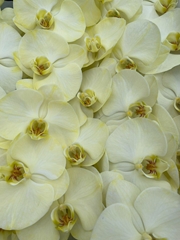 Phalaenopsis Painted Yellow 80cm 10+