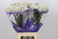 Ozothamnus Cooks Snow White 70cm