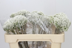 Ozothamnus Booming White 50cm