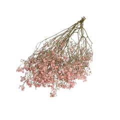 Dried Flowers Gyps 70cm 50g