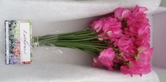 Lathyrus Winter Sunshine Pink 35cm