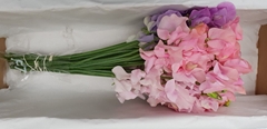 Lathyrus Mix 35cm