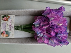 Lathyrus Parfum Painted Purple Magic 35cm