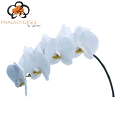 Phalaenopsis Alba Royale 65cm 7+