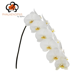 Phalaenopsis Alba Royale 80cm 10+