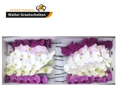 Phalaenopsis Mix 60cm 7+