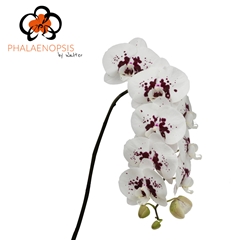 Phalaenopsis Wine Drops 80cm 10+