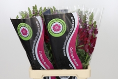 Antirrhinum Potomac Red 70cm