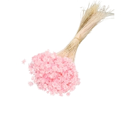 Dried Flowers Glixia 40cm 50g