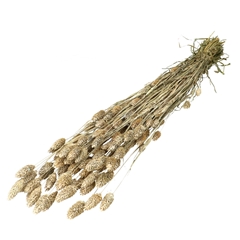 Dried Flowers Phalaris 70cm