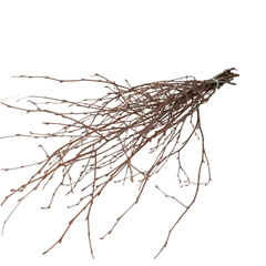 Dried Articles Birch Branch 70cm