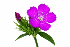 Dianthus Barb Neon Purple 55cm