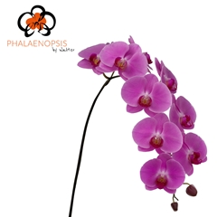 Phalaenopsis Happy Valentina 80cm 10+