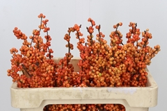 Ilex Verticillata Winter Gold 50cm
