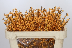 Ilex Verticillata Golden Verboom 70cm