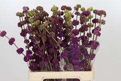 Callicarpa Bodinieri Giraldii 70cm