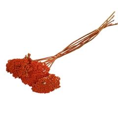 Dried Flowers Achillea 65cm